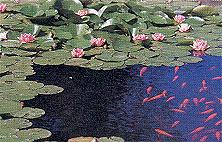 Teich